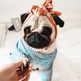 Логотип @mopsiki222 - мопсики🐶