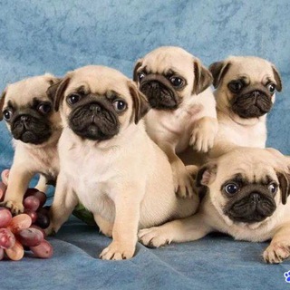 Логотип @mopsiksi - Милые мопсики ❤️