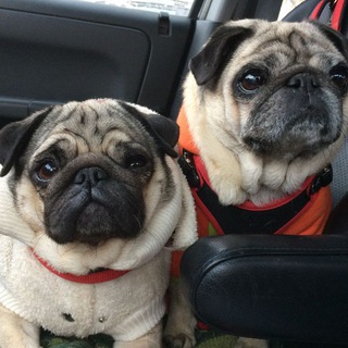 Логотип @mopspoisk - МОПС ПОИСК ❤