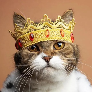 Логотип @mordashkinson - наглые морды