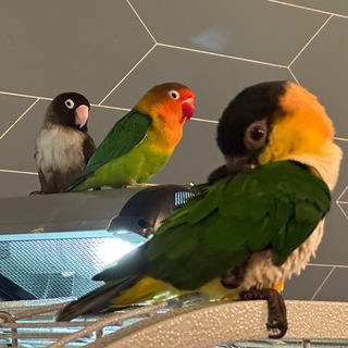 Логотип @morkovka_bliat - Шишка, Морковка и базовый Картофель