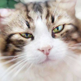 Логотип @moscowbreedcats - Moscow breed