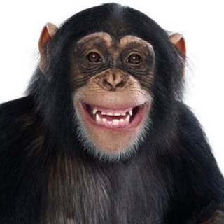 Логотип @moseedo - Monkey see, monkey do