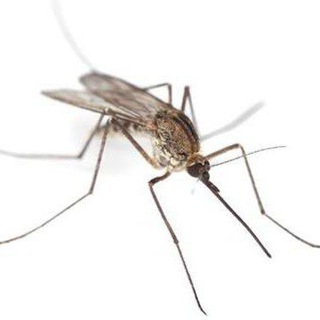 Логотип @mosquito_tv - mosquito_tv