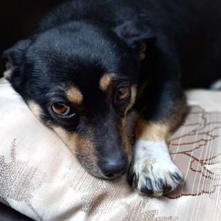 Логотип @motya_dom - Реабилитация Моти 🐶