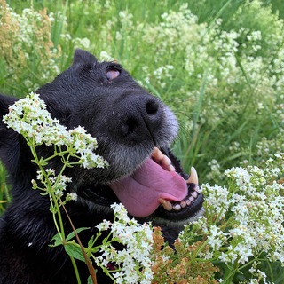 Логотип @motya_woof - 🌿✨Жизнь с дворнягой ✨🌿