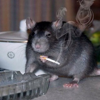 Логотип @mousefandom - МышАтник🐀