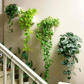 Логотип @moy_cvetnik - Малахитовая комната /Растения и цветы