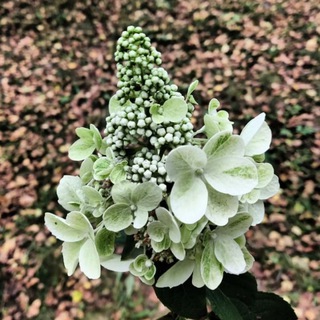 Логотип @moy_tsvetok - @Мой_цветоК