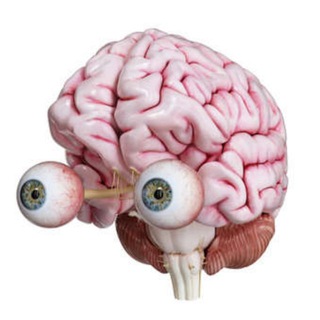 Логотип @mozginvest - Мозг Ящер Инвест 🐙 облигации, акции, ЦФА