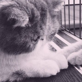 Логотип @mrlkchan - мурлинный (к)анал рандом