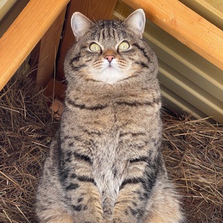 Логотип @mrstatcher - mrs.tatcher, Рысик и все-все