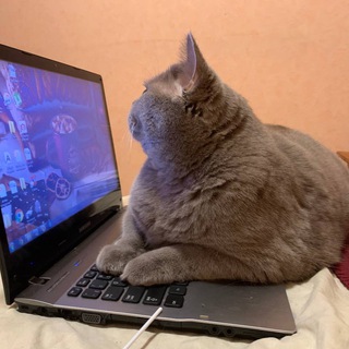 Логотип @msamohintg - Поп и кот