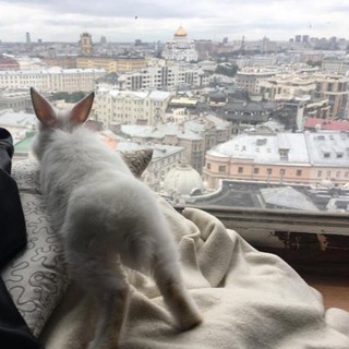 Логотип @msc_whiterabbit - Смешнобыль