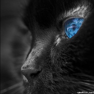 Логотип @mudriemislinakagdiiden - мудрые мысли на каждый день.