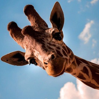 Логотип @muhametova_blog - Утренний контент | Psy | стикеры