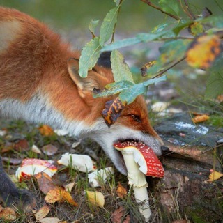 Логотип @muhomor641019 - Лечебный мухомор