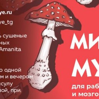 Логотип @muhomorye_tg - Про микродозинг! Мухоморье