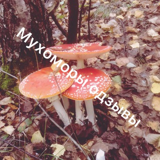 Логотип @mukhamorfeedback - 🍄мухоморы 🍄отзыв