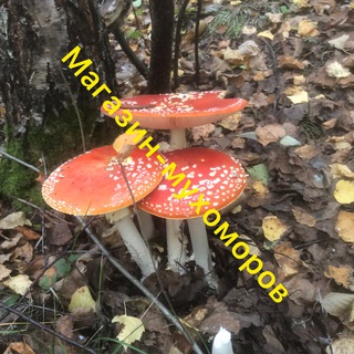 Логотип @mukhamorshop - магазин-мухоморов