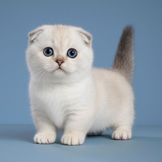 Логотип @munchkinfold - Munchkin kitten / munchkin cats cattary/ munchkin for sale