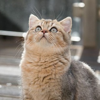 Логотип @mur_mya76 - Мур - Мяу