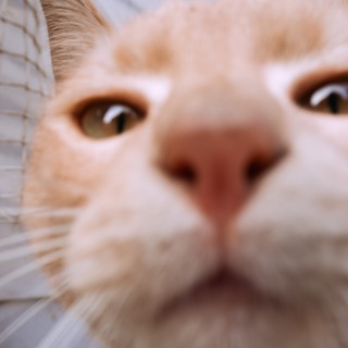 Логотип @murchalkincommunity - Мурчалкин - заботливый сервис для ваших мурлык🐈 Chat