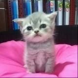 Логотип @murcheliki - мурчелики