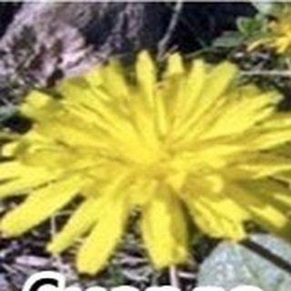 Логотип @murex77 - Мемы, музыка, природоведение