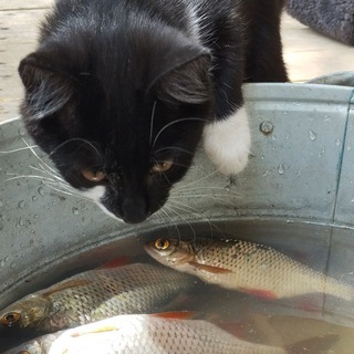 Логотип @murfreelance - Карточки товаров/Таплинк