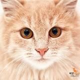 Приют «Муркоша»