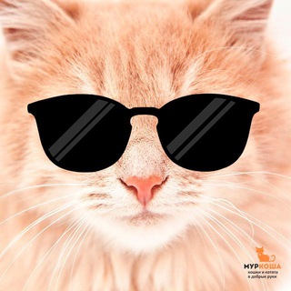 Логотип @murkoshacats - Мур-чат