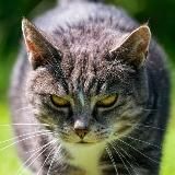 Логотип @murmariel - Мурмарийэл