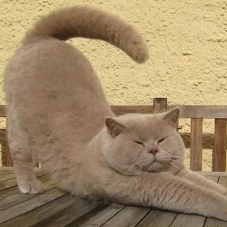 Логотип @murpurmurpur - МурПур🥰