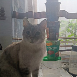 Логотип @murrkaeveryday - Муррка почти каждодень