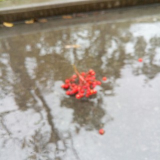 Логотип @murrmansk - МуррМанск