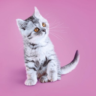 Логотип @murstream - 🌖 Мурстрим кружочки стримы