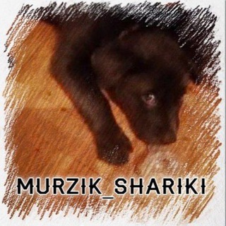Логотип @murzik_shariki - Murzik_shariki