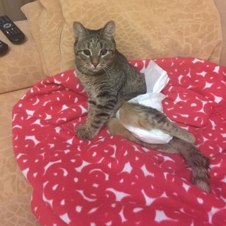 Логотип @murzyamir - mary.boikova