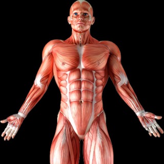 Логотип @musclesandmotion - Muscle & Motion