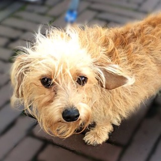 Логотип @museumshc - Собака Рембрандт