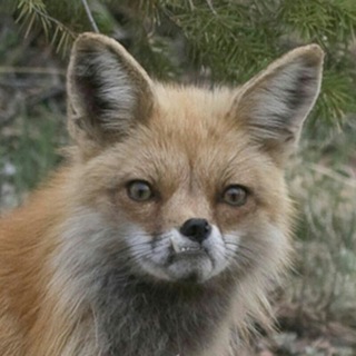 Логотип @mushroom_burrow - Грибная нора