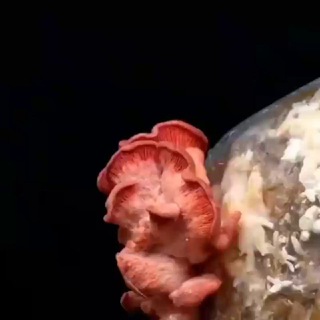 Логотип @mushroomgrows - MedFungiGrow