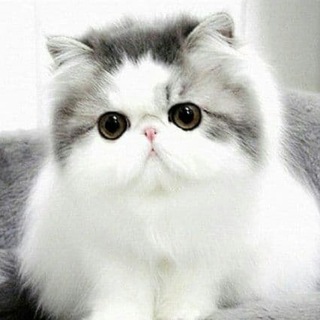 Логотип @mushukbor - МУШУК БОЗОР 🐱