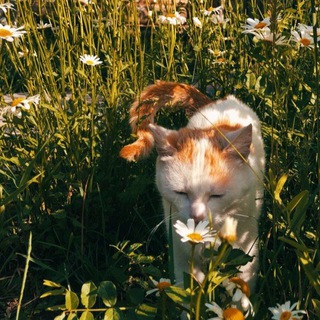 Логотип @music_band03 - music.band03🎧