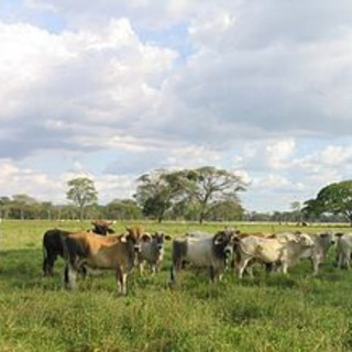 Логотип @musicallven - Musica Llanera Venezuela