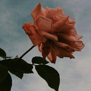 Логотип @musicc_ua - Українські пісні 🇺🇦🕊