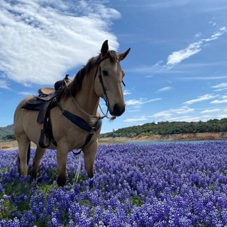 Логотип @musics_x - 𝙼𝚞𝚜𝚒𝚡 💫