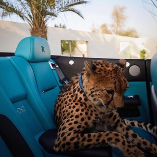 Логотип @musicsagv - musicsa🪐