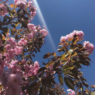 Логотип @musictvshadi - 𝙼𝚞𝚜𝚒𝚌🗽